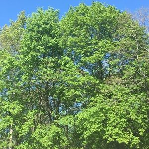 Meet your Posher, Abeba